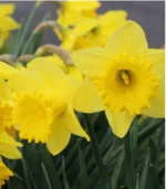 B - King Alfred Daffodils