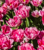 D - Foxtrot Tulips - Image 3
