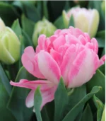 D - Foxtrot Tulips