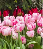 D - Foxtrot Tulips - Image 2