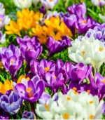 F - Snow Bunch Crocus