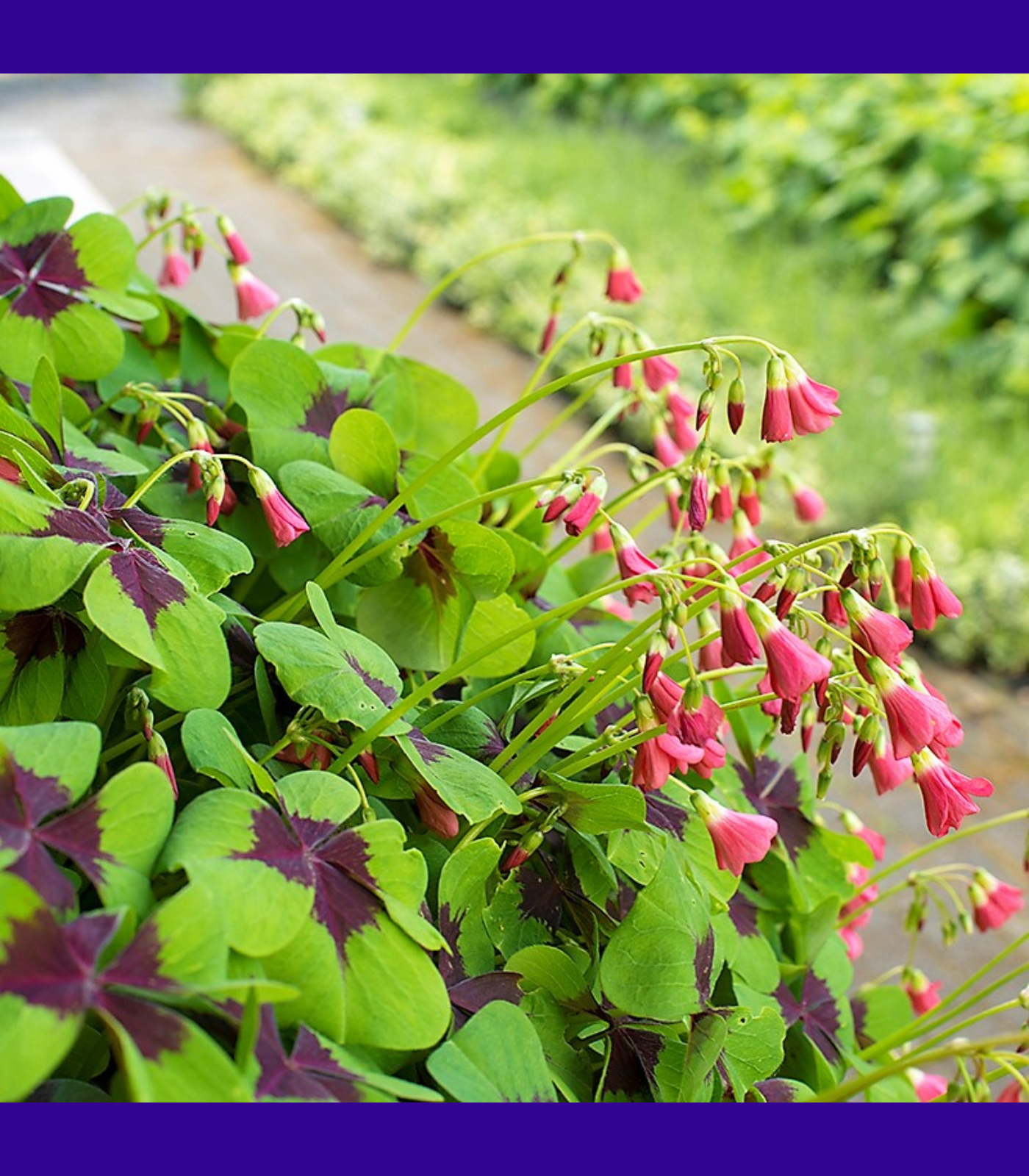 Good Luck Shamrock in garden - Oxalis deppei with cascading pink bell-shaped flowers and four-leaf clover foliage