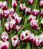 H - Blueberry Ripple Tulips - Image 2