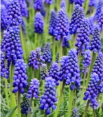 I - Heavenly Blue Bells