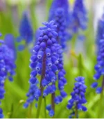 I - Heavenly Blue Bells - Image 3
