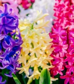K - Super Color Hyacinths - Image 2