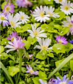 L - Grecian Windflowers - Image 2