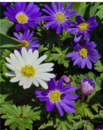 L - Grecian Windflowers