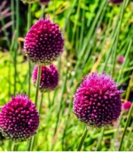 M - Purple Drumsticks