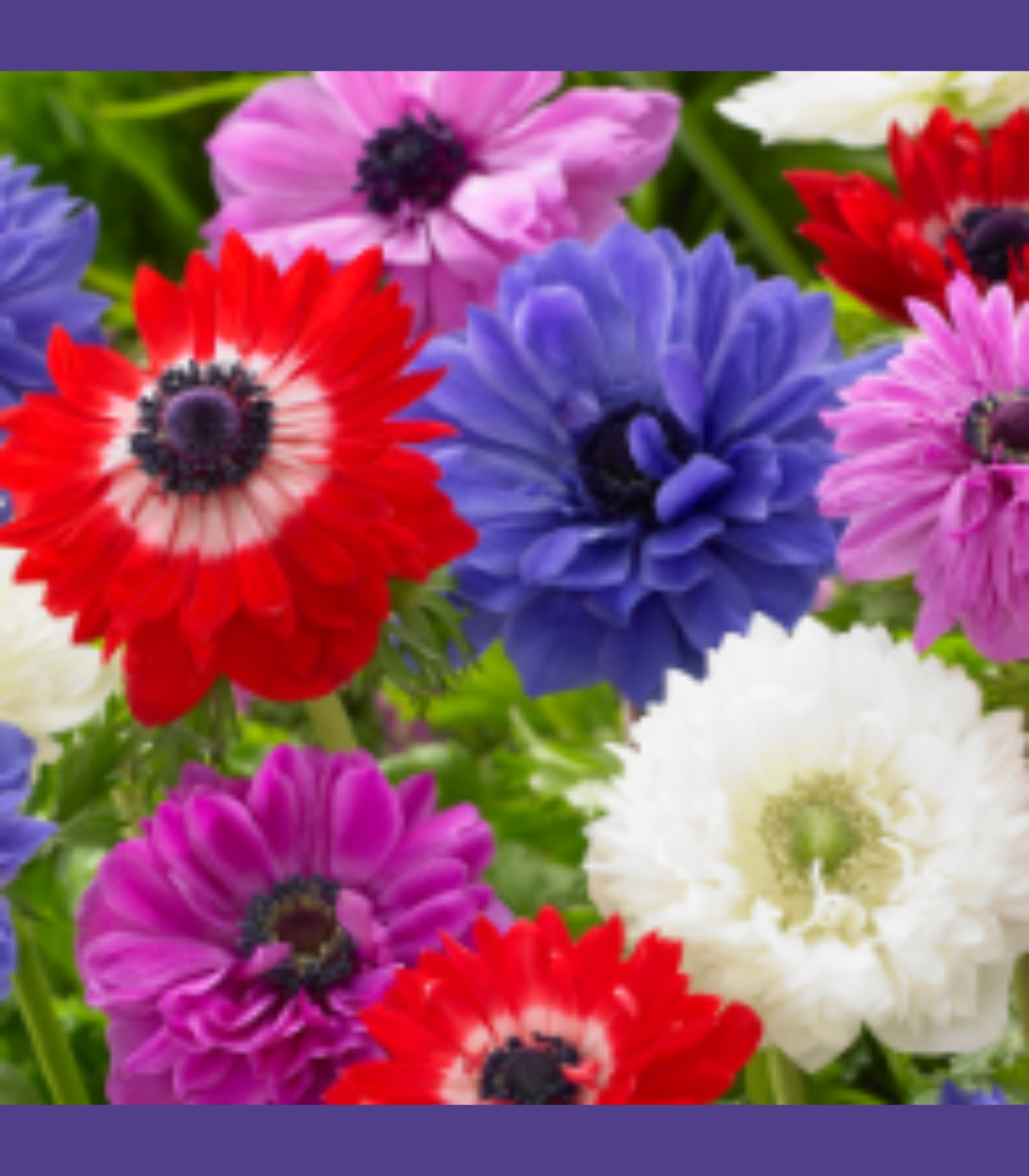 Anemone St. Brigid flower bulbs in bloom showing bright red, blue, purple, and white spring flowers for summer gardens and school, church, and scout bulb fundraisers