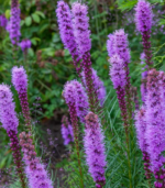 Blazing star flower bulbs in bloom showing tall purple summer flower spikes for pollinator gardens and school, church, and scout bulb fundraisers