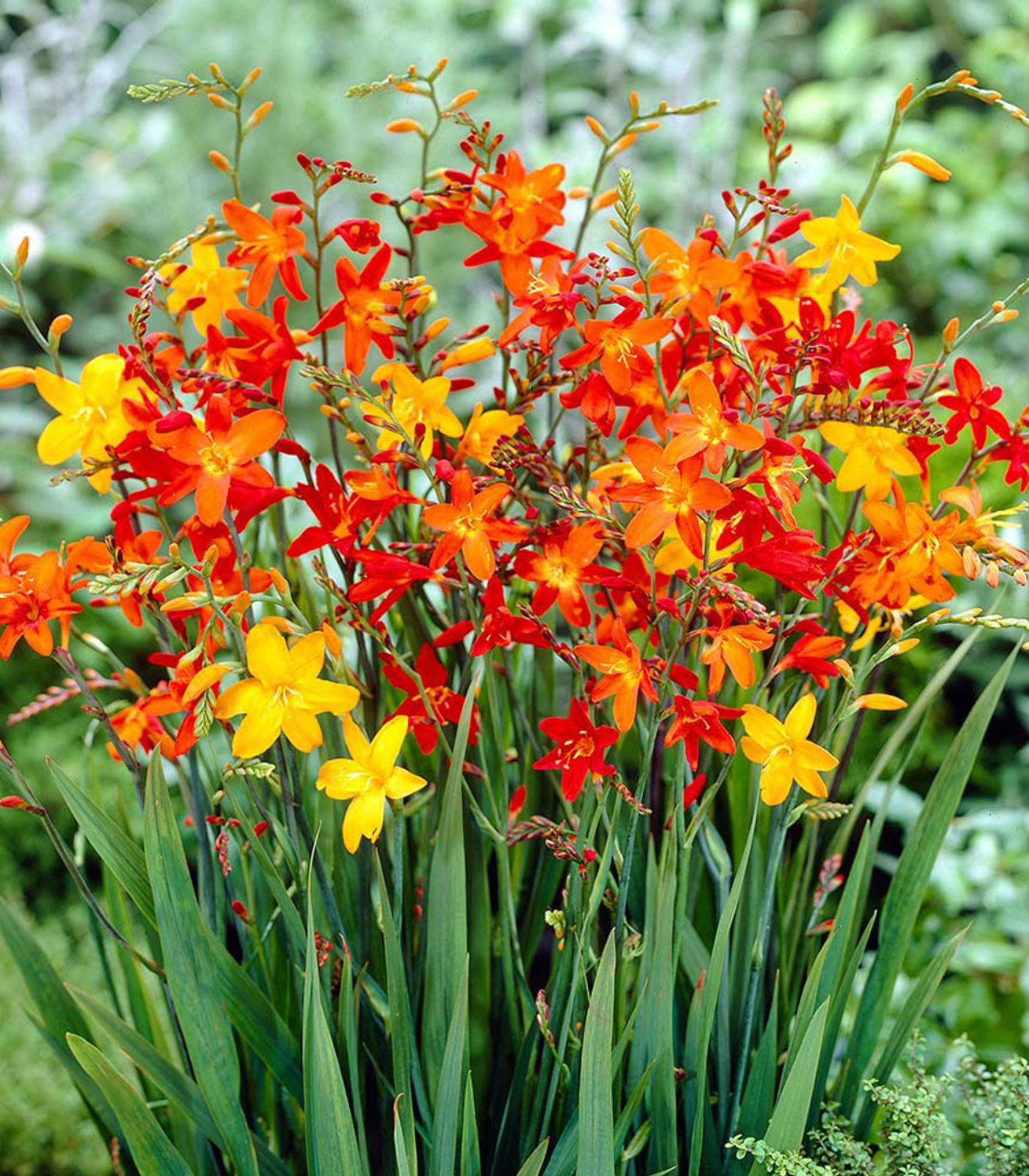 Crocosmia flower bulbs in bloom showing bright orange, yellow, and red summer flowers for garden borders and school, church, and scout bulb fundraisers