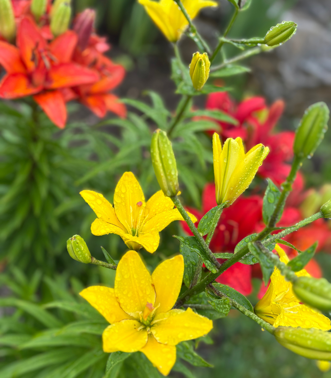 Elf lily flower bulbs in bloom showing red, orange, and yellow dwarf lily flowers for summer gardens and school, church, and scout bulb fundraisers