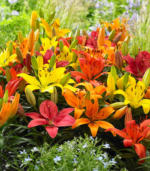 Elf lily flower bulbs in bloom showing clusters of red, orange, and yellow dwarf lilies in a summer garden for school, church, and scout bulb fundraisers