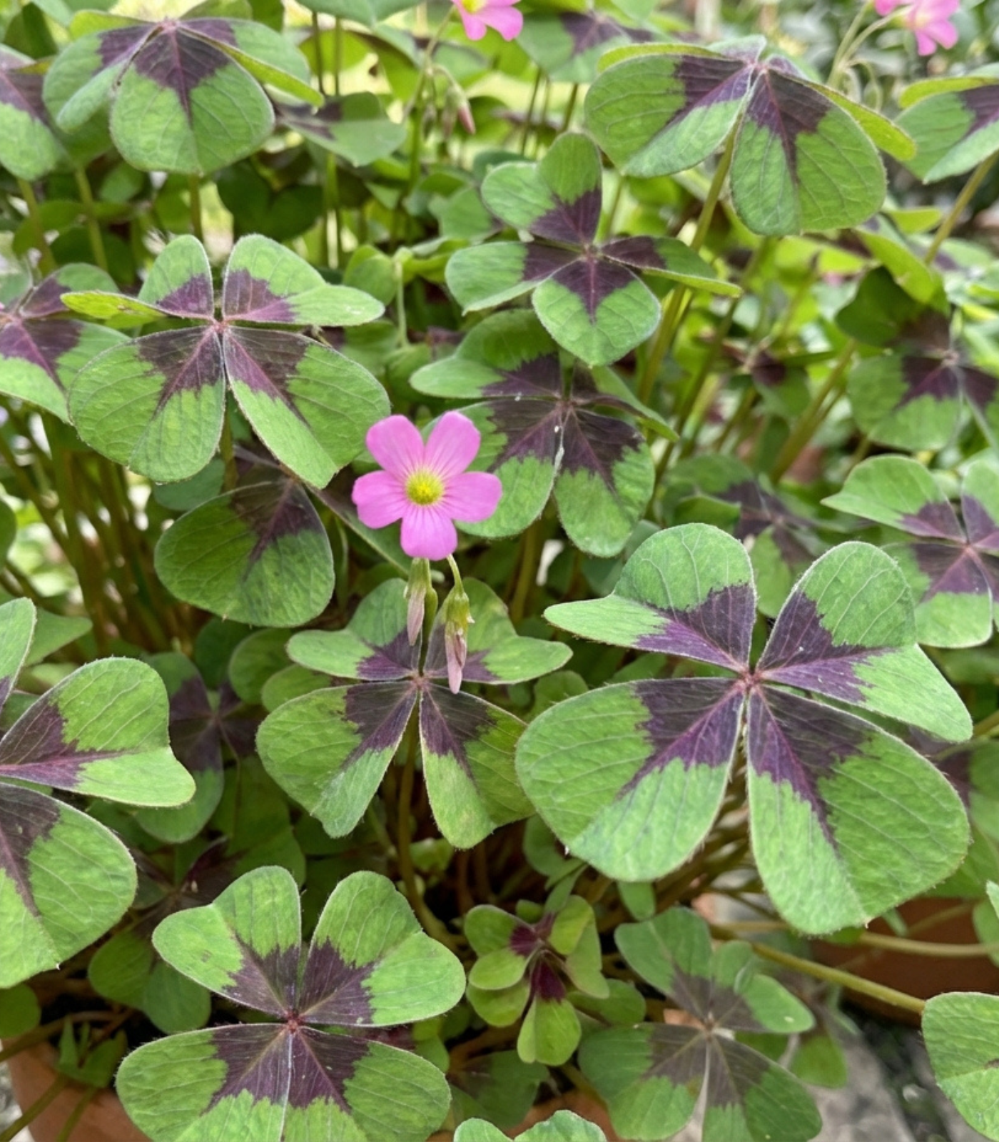Good Luck Shamrock foliage - Oxalis deppei four-leaf clover leaves with purple centers