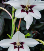 Peacock orchid flower bulbs showing two white star-shaped summer blooms with dark centers for school, church, and scout bulb fundraisers