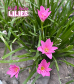 Pink rain lily flower bulbs in bloom showing delicate pink summer flowers for garden borders and school, church, and scout bulb fundraisers