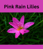 Pink rain lily flower labeled image showing bright pink summer bloom from spring-planted bulbs for school, church, and scout fundraisers