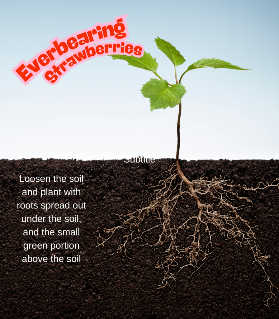 Everbearing strawberry bare-root plant diagram showing crown, roots, and fruit development