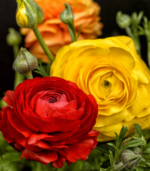 Close-up of ranunculus flower bulbs in bloom showing red, yellow, and orange layered flowers for summer gardens and school, church, and scout bulb fundraisers