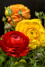 M - Ranunculus Flower Bulb Mix - Image 3