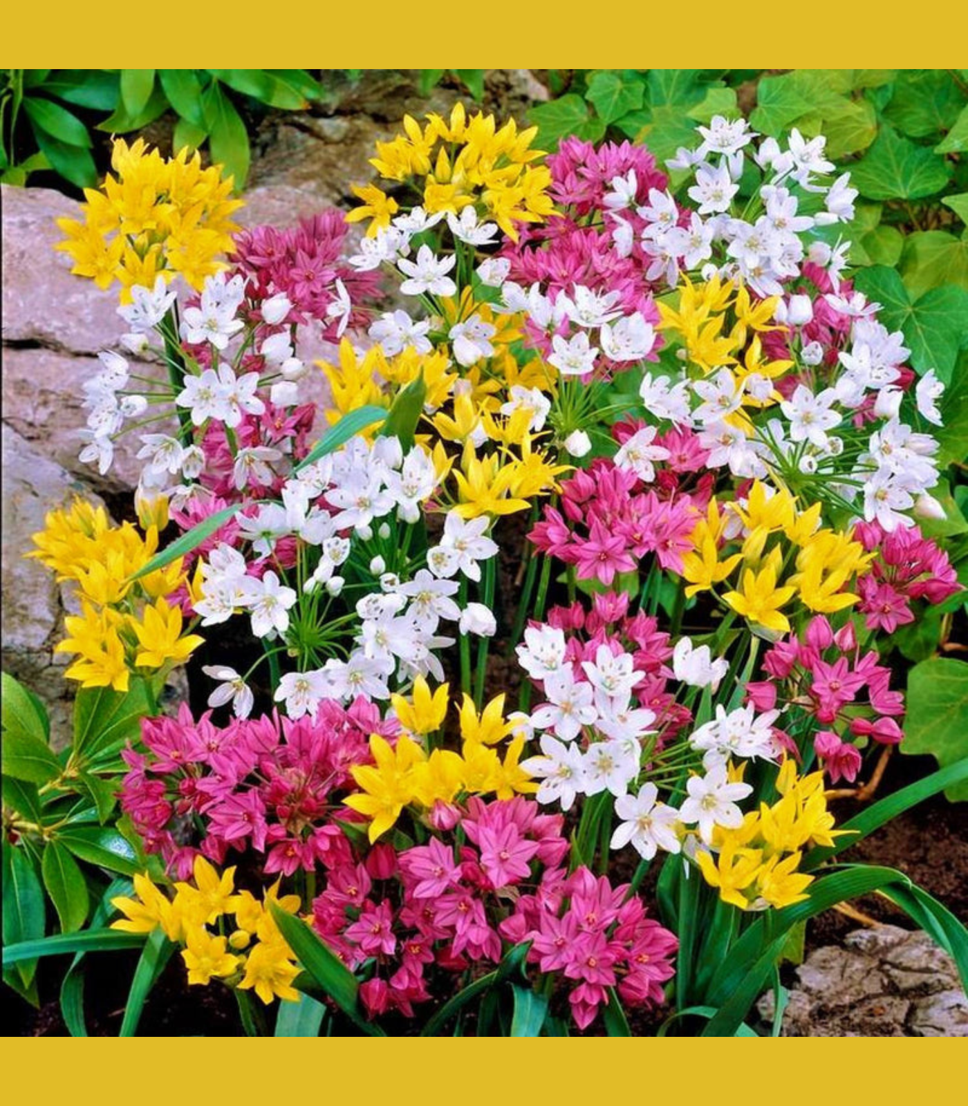 Spring Allium mixed flower bulbs in bloom showing colorful globe-shaped flowers for summer gardens and school, church, and scout bulb fundraisers