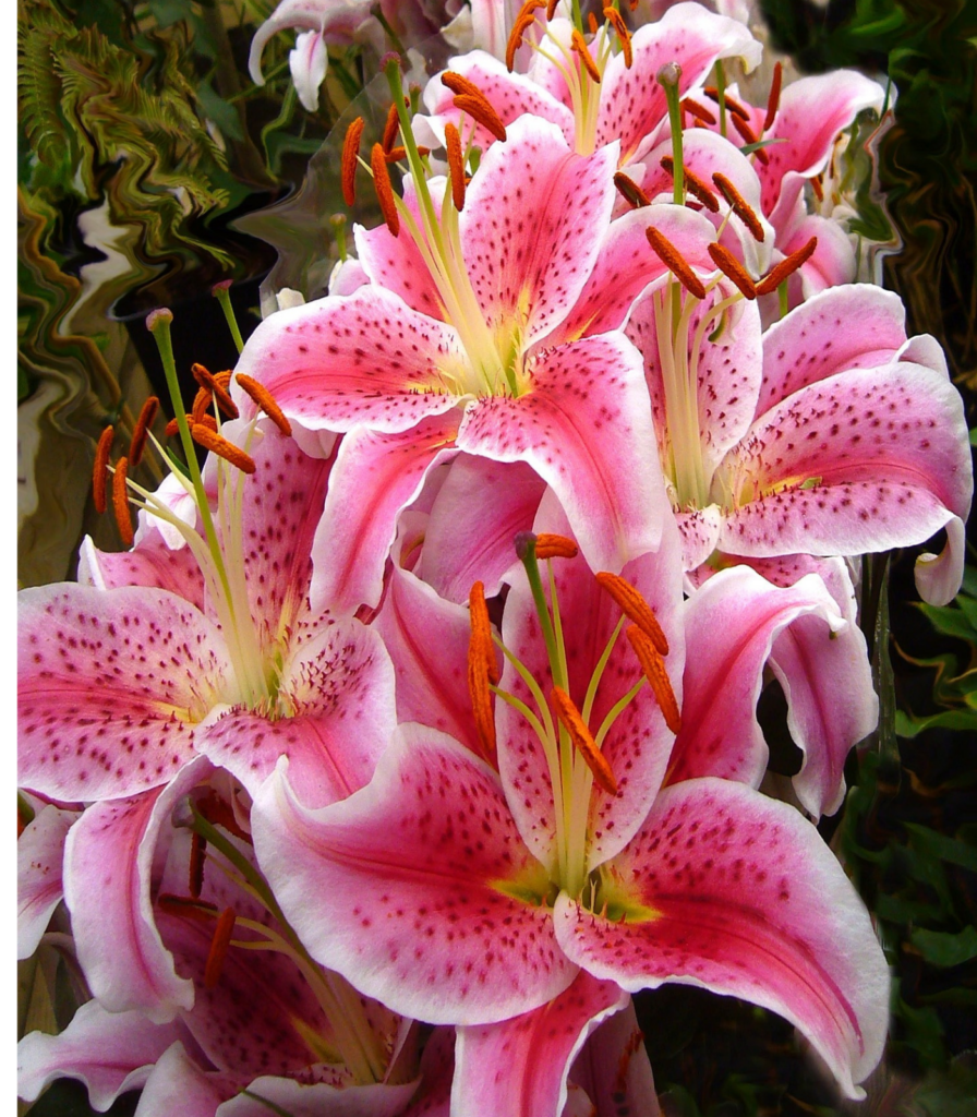 Stargazer lily flower bulbs in bloom showing large pink and white fragrant summer flowers for school, church, and scout bulb fundraisers
