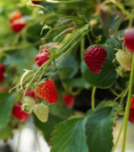 Everbearing strawberry plant growing with ripe red berries and green foliage