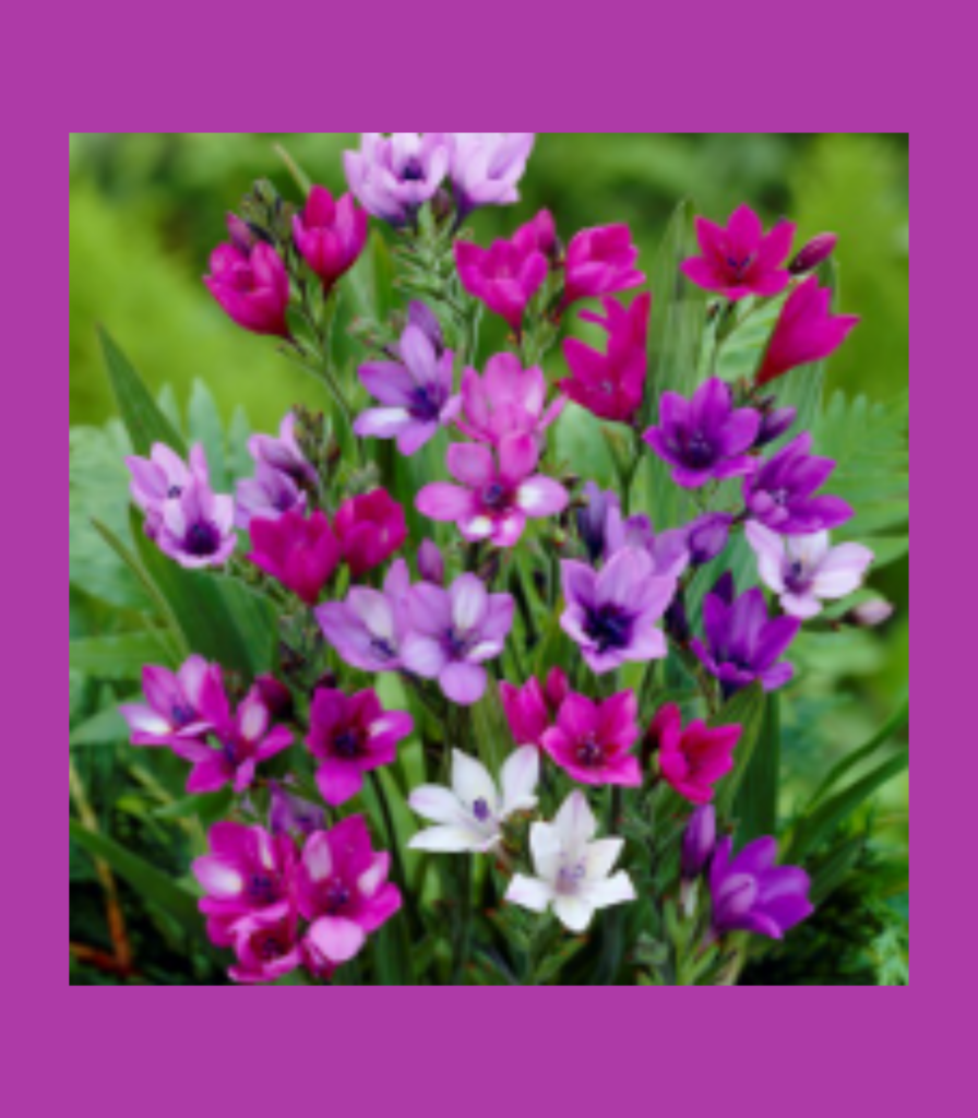 Baboon flower bulbs in bloom with purple and pink summer flowers in a garden border for school, church, and scout bulb fundraisers