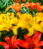 Close-up of Elf lily flower bulbs in bloom showing bright yellow, orange, and red dwarf lily flowers for summer gardens and school, church, and scout bulb fundraisers