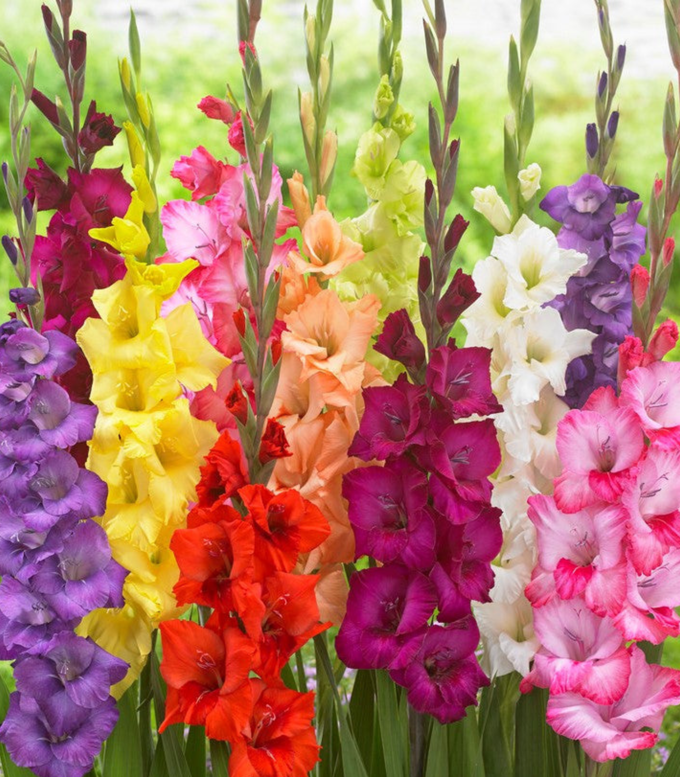 Gladiolus flower bulbs in bloom showing tall colorful summer flowers for cutting gardens and school, church, and scout bulb fundraisers