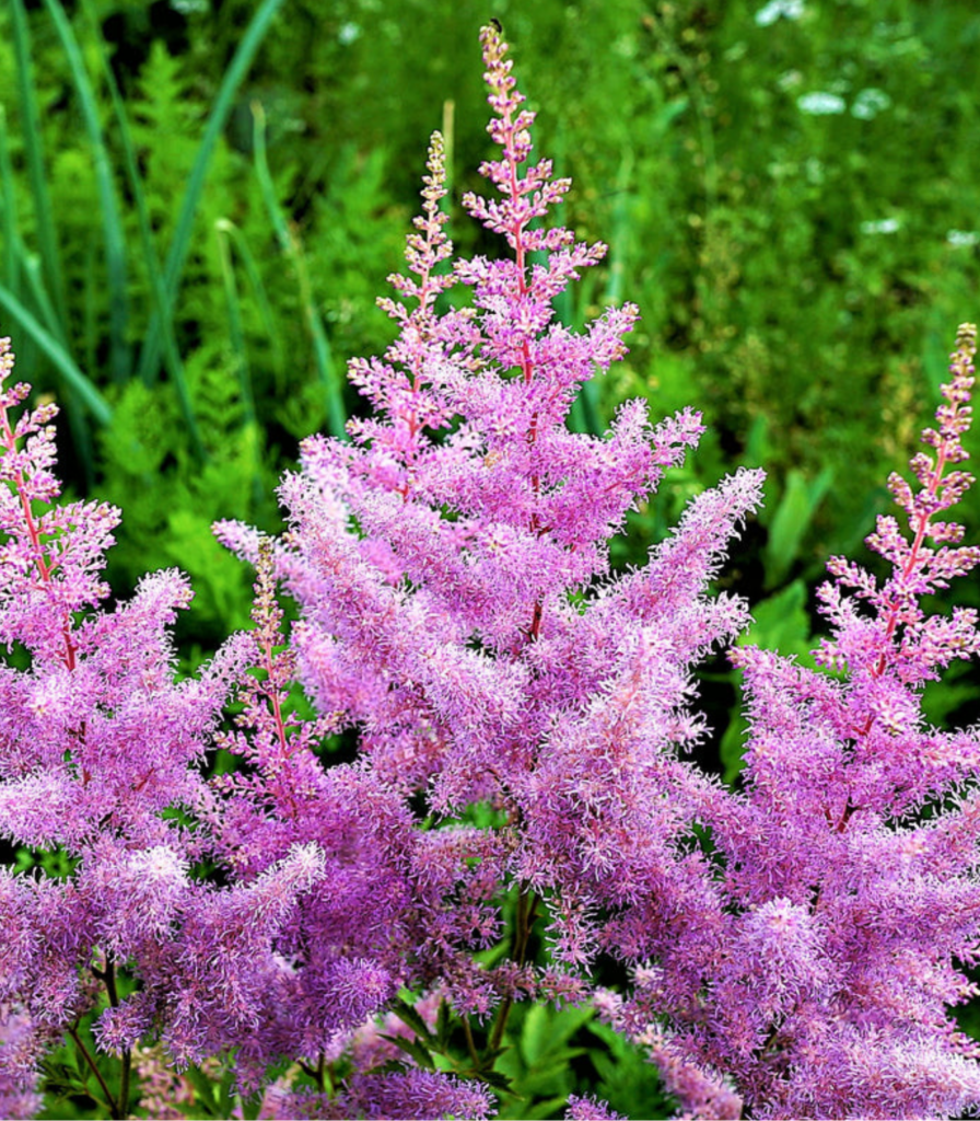 Lavender astilbe bare-root plant in bloom showing soft purple summer flowers for shade gardens and school, church, and scout plant fundraisers