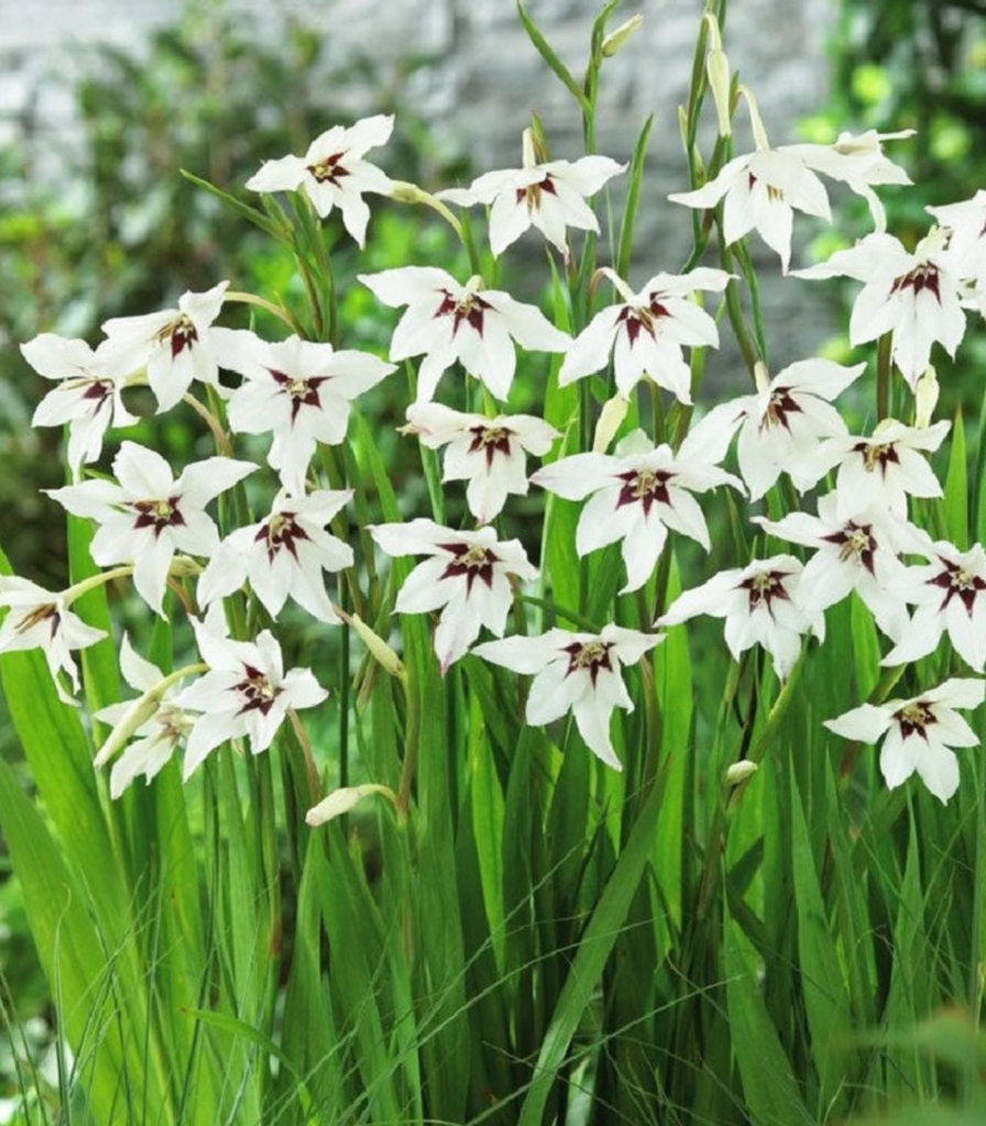 Peacock orchid flower bulbs in full bloom showing clusters of white summer flowers in a garden bed for school, church, and scout bulb fundraisers