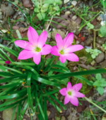 Pink rain lily flower bulbs in bloom showing bright pink summer flowers in a garden bed for school, church, and scout bulb fundraisers